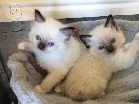 birman x ragdoll